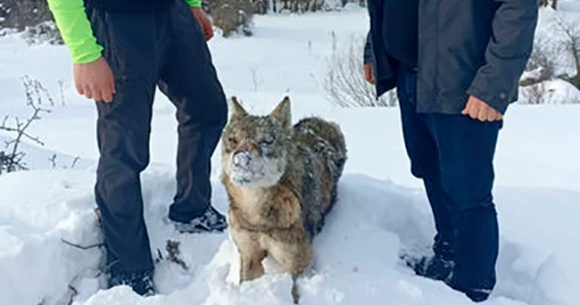 Hollandiyada canavarlar insan ölümünə səbəb ola bilər
