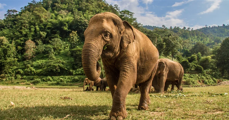 В Индии пассажирский поезд сбил стадо слонов