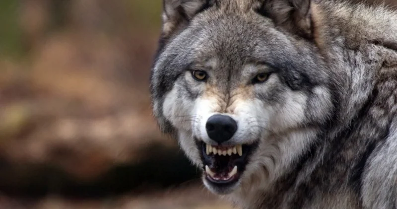 В Шеки волк напал на село и ранил пять человек Minval Politika