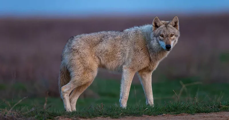 Жители азербайджанского села пострадали от нападения волка