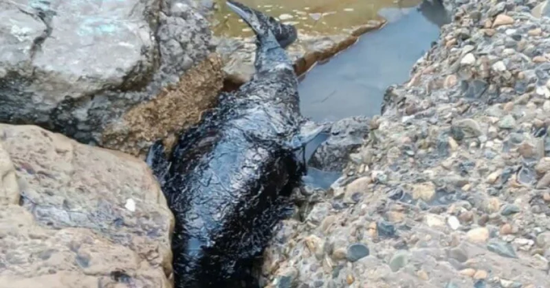 Сотни дельфинов погибли от разлива мазута