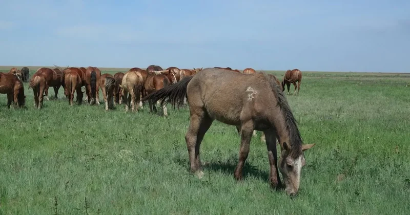 Казахстан планирует экспорт конины в Японию