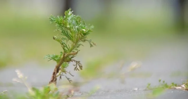 Çiçəyi də, yarpağı da dərman... Tanrı ağacı kimi tanınan yovşan insan sağlamlığına necə təsir edir? Video