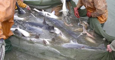 Vergi güzəştləri balıqçılığa da şamil ediləcək