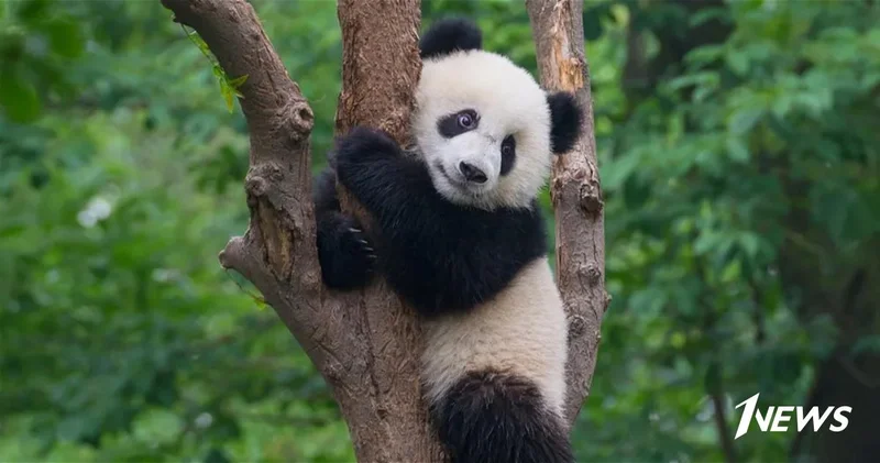 Китай грозится отобрать всех панд у Японии