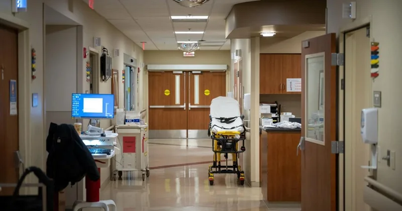 В Шекинском районе волк напал на местных жителей есть пострадавшие