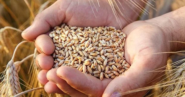 Dünyada taxıl qıtlığı gözlənilir Proqnoz