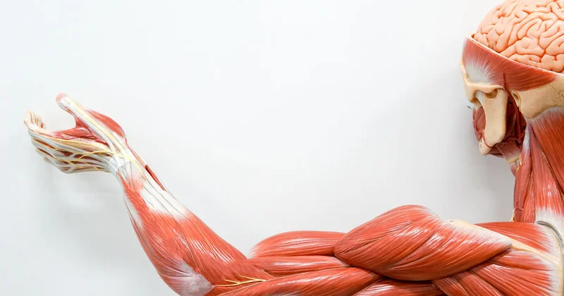 Əzələləri əməliyyatsız bərpa etmək üsulu tapıldı