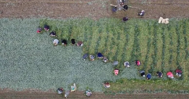 Əkən sərvət qazanır, qızıldan daha dəyərlidir