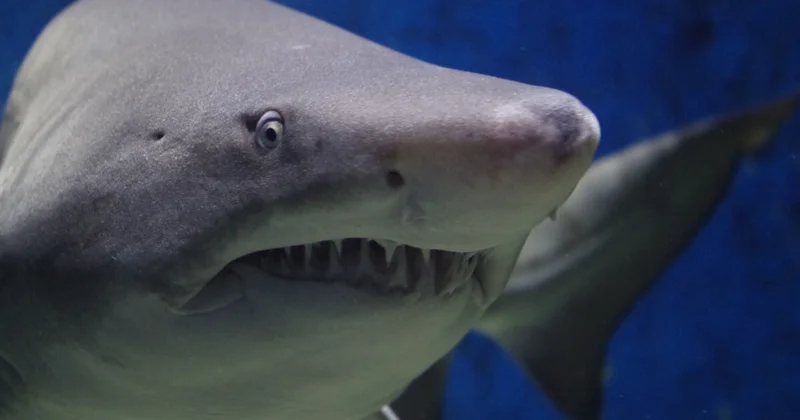 Misirdə köpəkbalıqları niyə hücum edir..?