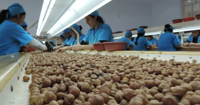 Азербайджан является одним из крупнейших экспортеров очищенного фундука в мире