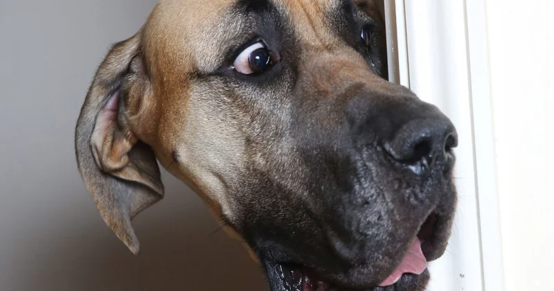 Гудрат Гасангулиев: в западных странах люди боятся преступников, а у нас собак Minval Politika