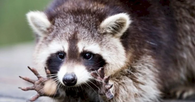 Vəhşi heyvanlar kəndə hücum edir Sakinlər qorxu içindədir