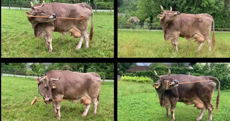 Avstriyadakı bir fermada alətlərdən istifadə edə bilən qeyri adi ağıllı inək yaşayır (VİDEO)