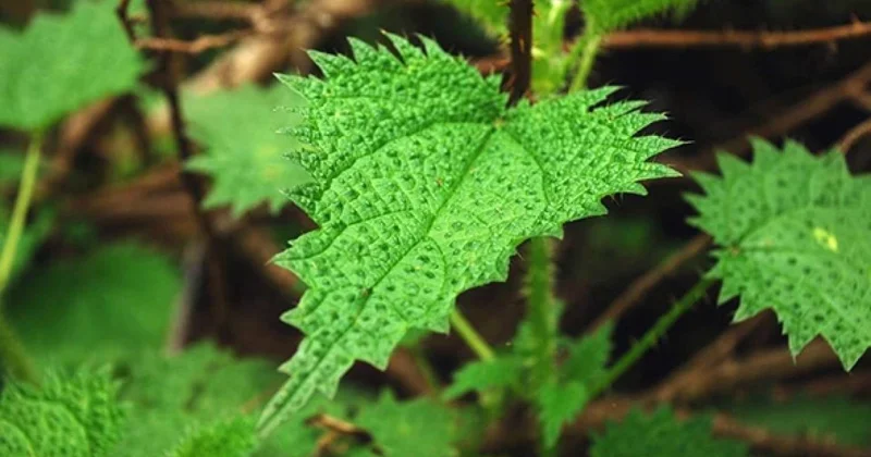 Bitkilər belə nəfəs alır VİDEO