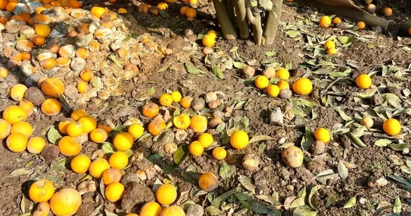 Аграрии столкнулись с заморозками: выплаты по страхованию составили почти 1 млн манатов за 2025 год