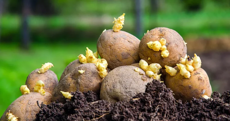 Bazarda insanlara heyvan yemi satılır? RƏSMİ CAVAB