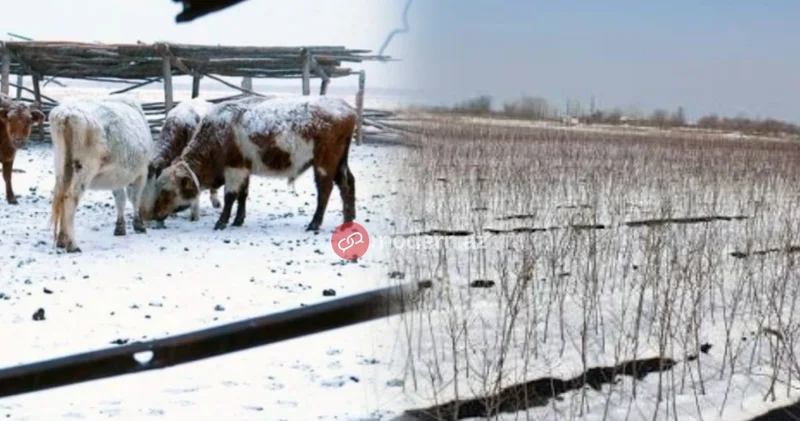Yağan qar əkinçiliyə xeyir, heyvandarlığa ziyandır AÇIQLAMA