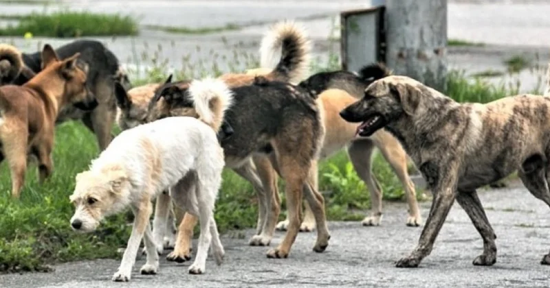 İnsanlar itlərdən qorxub küçəyə çıxa bilmirlər Deputat
