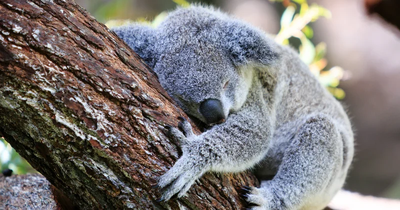 Koalalardan həyat dərsi: Olmursa, məcbur etmə, yat