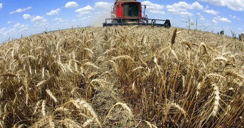 Dünyanın taxıl ehtiyatı azalacaq Proqnoz