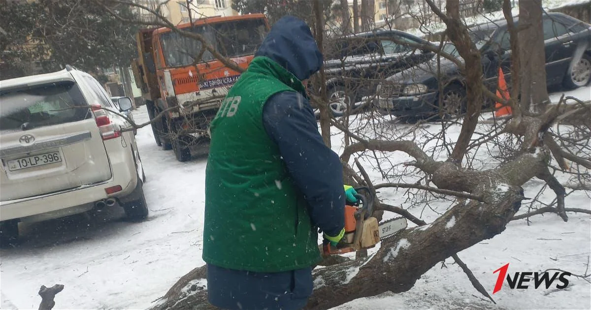 В Баку оперативно убрали сломанные из за снежной и ветреной погоды деревья