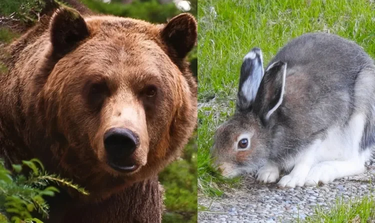 Ayı əti dinimizə görə haram sayılır, dovşanla maral isə... AÇIQLAMA