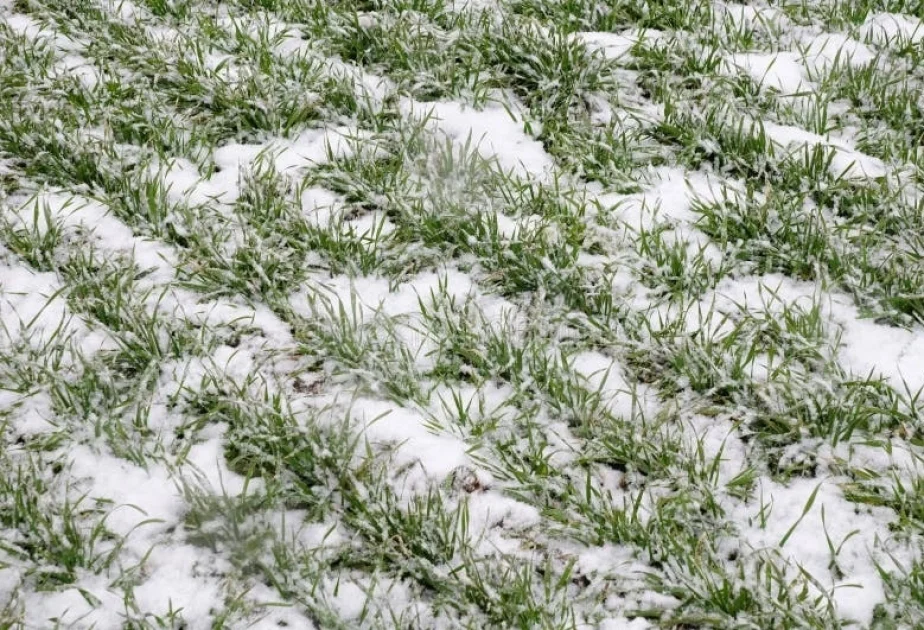 Qarlı hava kənd təsəürrüfatına necə təsir göstərir? AÇIQLAMA