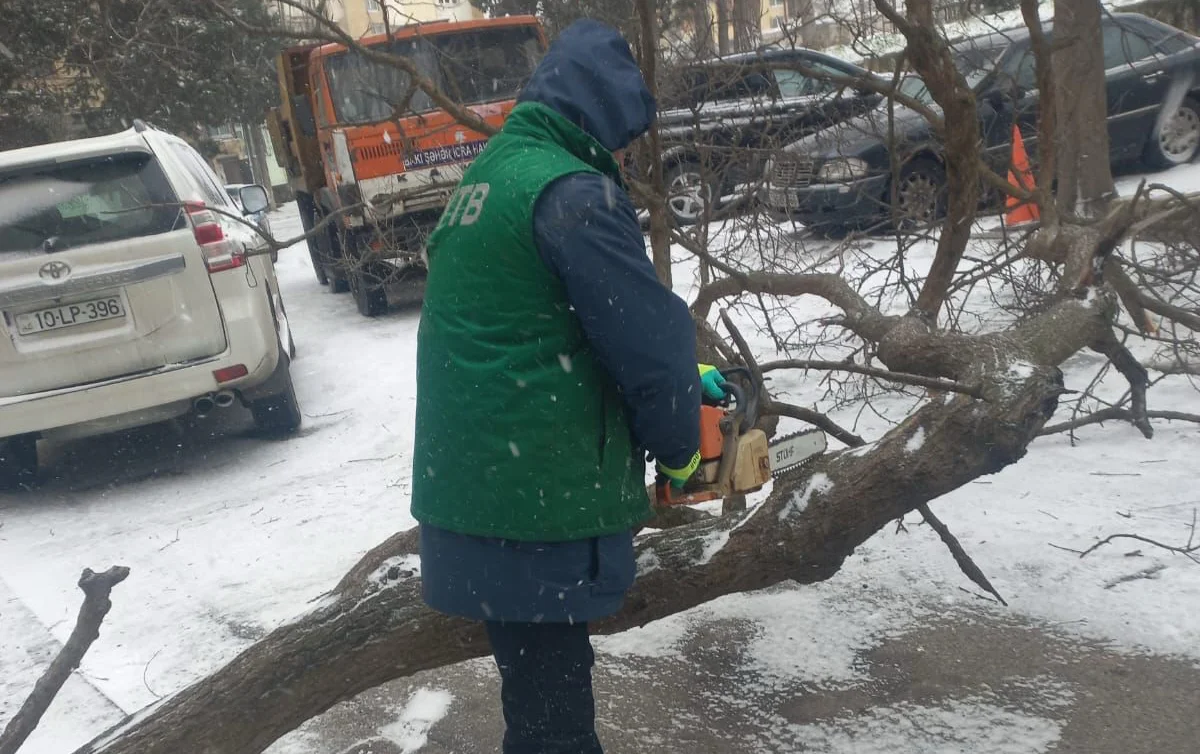 Bakıda sınan ağaclar götürüldü