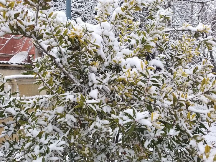 Qarlı Bakı… FOTOLAR Yeni Gündəm