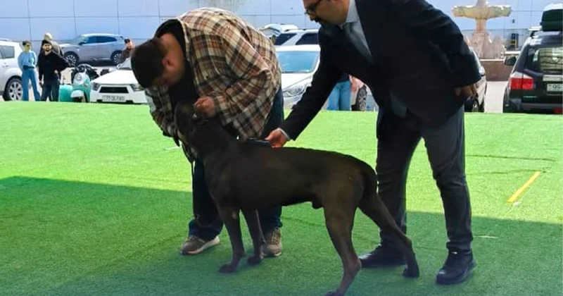 BBAK da növbəti “DogShow” təşkil olunub FOTOLAR
