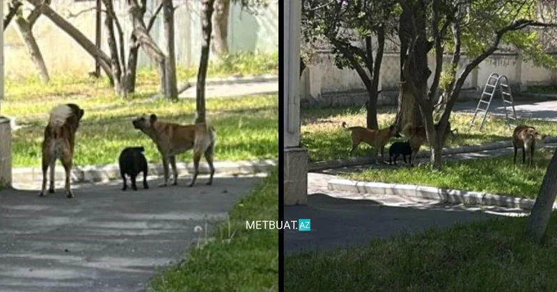 Küçə itləri uşaq bağçasını ələ keçirib FOTO