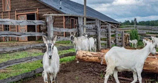 Arvadının atıb getdiyi kişi heyfini keçilərdən çıxdı