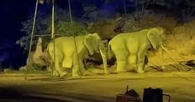 Zooparkda qalmaqal Fillər heyvan yox, adam imiş Kuryoz olay