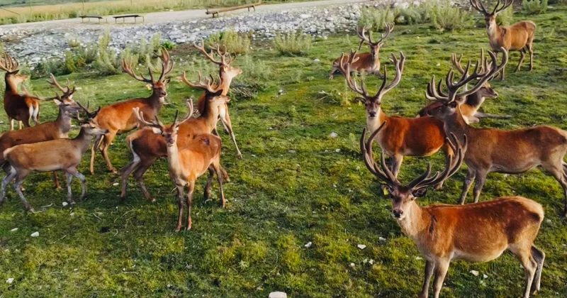 Şamaxıda safari macərası FOTO VİDEO