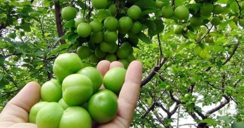 Alçanın bu faydasından heç kimin xəbəri yoxdur