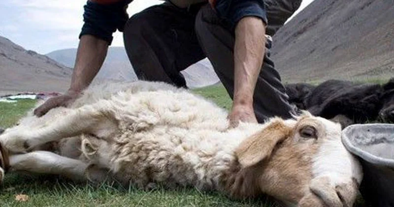 Qurban bayramı yaxınlaşır heyvan kəsiminin tələbləri