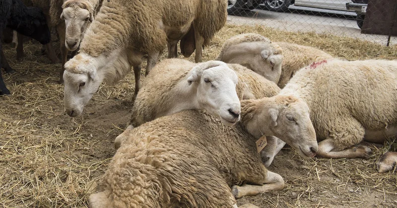 Qurban kəsərkən bunlara diqqət edin AQTA