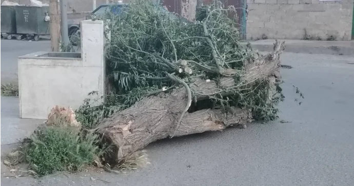 Zabratda ağac aşıb yolu kəsdi FOTO