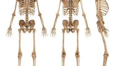 İnsan skeleti yalnız hərəkəti təmin etmir mütəxəssis sümük sağlamlığından danışdı