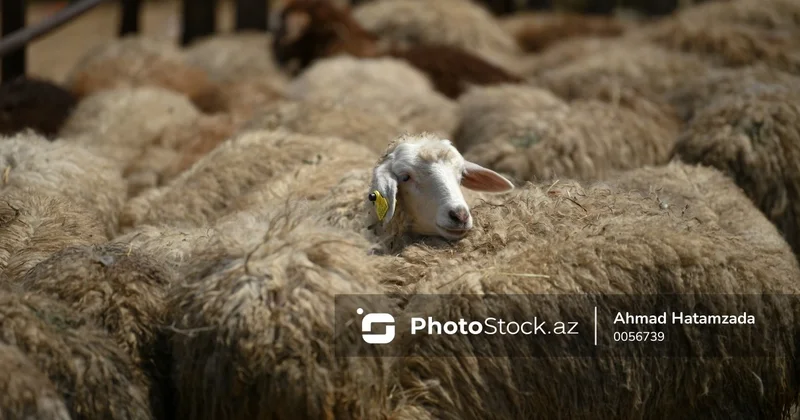 Qurban bayramı ərəfəsində bazarlardakı QİYMƏTLƏR