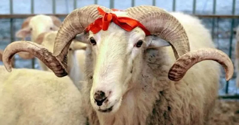 Kimlərə qurban payı verilməsi daha vacibdir...