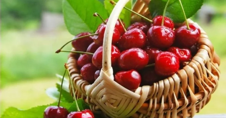 Albalı kimlərə zərərlidir CAVAB