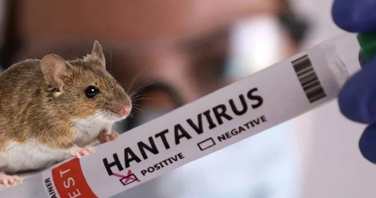 Risk qrupları: Hantavirus üçün xüsusilə təhlükəli olanlar...
