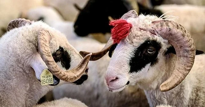Qurban bayramı ilə bağlı təhlükəsiz heyvan kəsimi və satışına nəzarət gücləndirilib