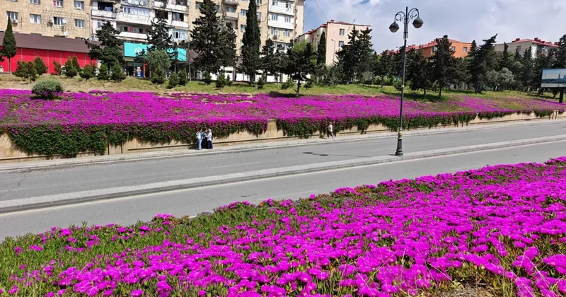 Фиолетовый рай : Бакинская улица утопает в цветах ФОТО
