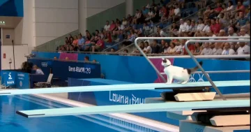 Pişik olimpiadası sosial medianı sevindirir...