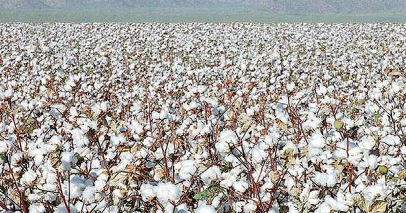 Natiq Cəfərli: İdeyanın özü yaxşıdır, lakin fermerlərin rəqəmsal savadlılığının yüksəldilməlidir