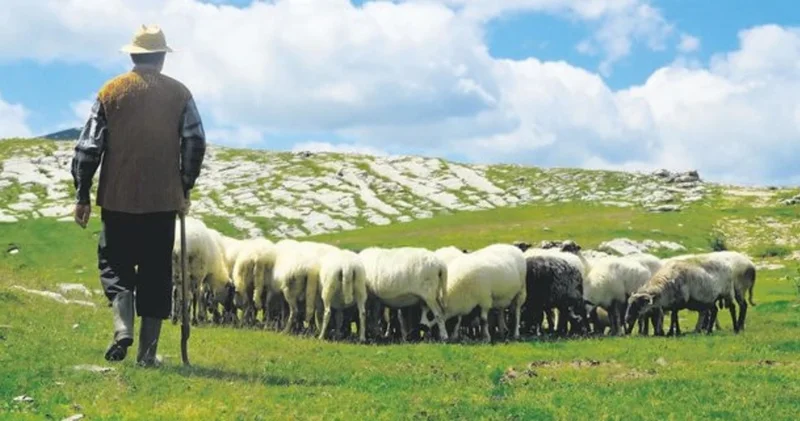 Çoban ferma sahibini qətlə yetirdi
