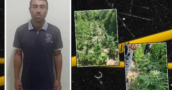Həyətində çətənə kolu yetişdirən şəxs tutuldu VİDEO